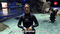 Sharks Eat An Array Of Animals