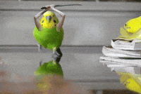 pictures fails GIF