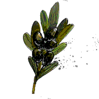 volya olive branch ветка воля Sticker