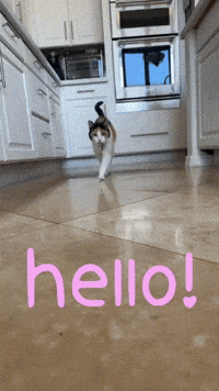 Good Morning Hello GIF