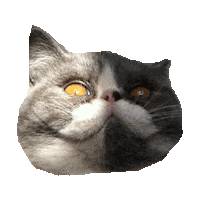 cat Sticker