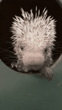 Cactus Hello GIF by Valley Zoo Development Society