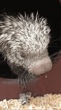 Porcupine Eating GIF by Valley Zoo Development Society