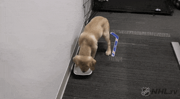 ice hockey dog GIF by NHL