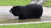 GIF by Animals Asia