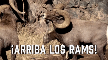 Β‘Arriba Los Rams!