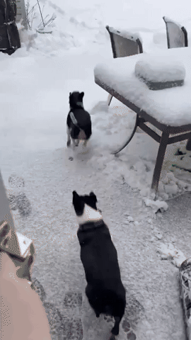 Dogs Zoom Through Fresh Snow as Winter Storm Hits