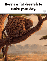 cheetah GIF