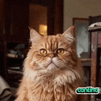 Cat Yes GIF by Cantina