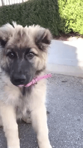 jermbly giphyupload GIF