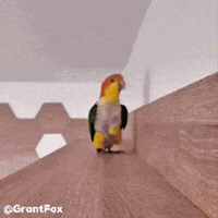 Bird Beat GIF