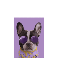 Bully Hug Sticker by Dogs Supreme