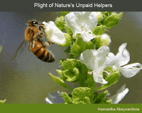 bee GIF
