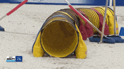 Espn Dogs GIF by American Kennel Club