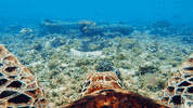 blue planet oceans GIF by BBC America