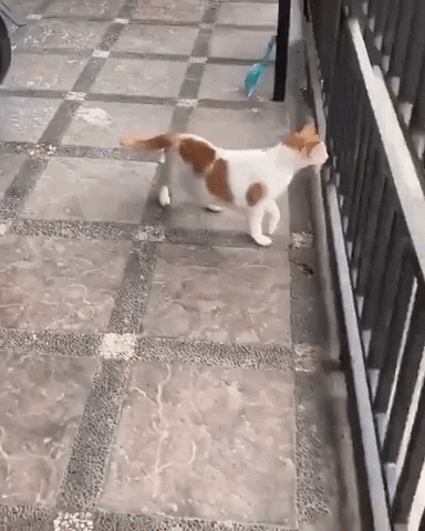 cuteanimalland giphyupload GIF