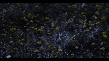 samgurry animation flowers romantic landscape GIF