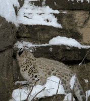 Snow Leopard Baby GIF by John Ball Zoo