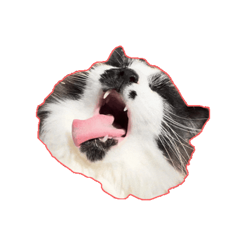 Cat Sticker