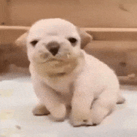 Pibble GIF