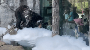 Black Bear Plunges Into Bubble Bath at Zoo