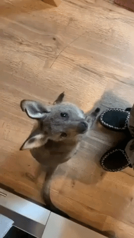 'Very Demanding' Kangaroo Joey Makes Sheep-Like Sound to Get Attention at Victorian Animal Shelter
