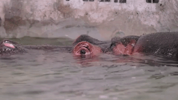 Dallas Zoo Welcomes Birth of 'Much-Anticipated' Newborn Hippo