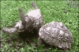 turtle help GIF