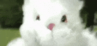 Fall Out Boy Bunny GIF