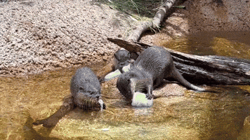 Zoo Animals Beat the Heat With Icy Treats as Temperatures Soar in Perth