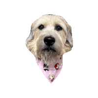 Girl Power Supergirl Sticker by Geekster Pets