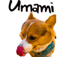 Corgi Milo Sticker