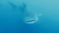 Whale Shark Slurps Up Fish in Hawaii Waters