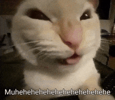 Cat GIF