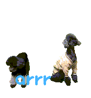 아르르 Sticker by arrr_official
