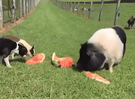 Helpless Watermelon Soundly Defeated by Hungry Pig