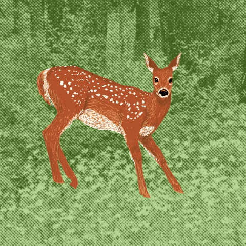 andreathurber giphyupload nature deer freeze GIF