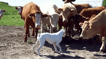 cattle GIF
