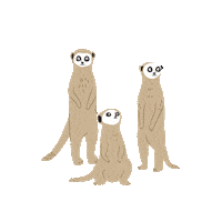 Meerkat Sticker by Teaspoon studio