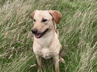 Labrador Retriever Dog GIF