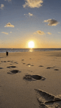 Dog Beach GIF by Kevin Röhlig