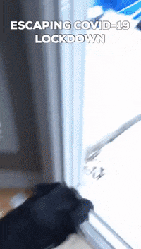 BlackLabBeer covid coronavirus covid19 quarantine GIF