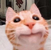 Cat Orange GIF