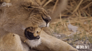 Season 2 Lion GIF by PBS