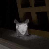 Cat Meow GIF