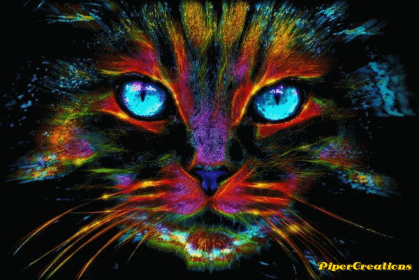 Pipercreations Digitalart Cat Animals Pet Color Art GIF