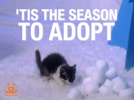 Tis' the season: adopt!