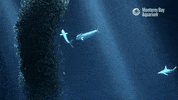 School Of Fish GIF by Monterey Bay Aquarium