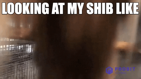 Shiba Inu Crypto GIF by ProBit Global