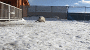 GIF by Giphy QA